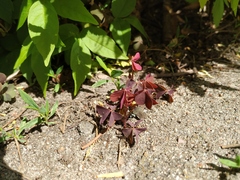 Oxalis stricta rufa