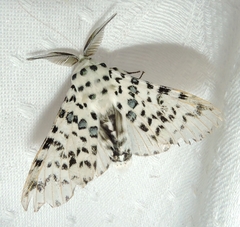 Kamalia australis