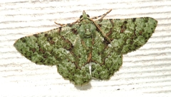 Aeolochroma hypochromaria