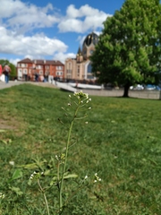 Capsella bursa-pastoris
