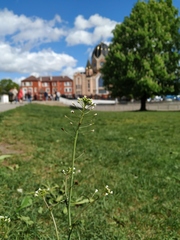 Capsella bursa-pastoris