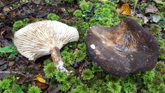 Lactifluus sepiaceus