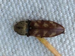 Prosternon bombycinum