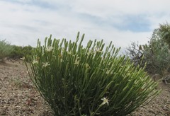 Chaetadelpha wheeleri