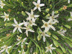 Chaetadelpha wheeleri