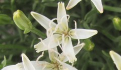 Chaetadelpha wheeleri