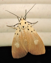 Asota iodamia