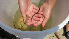 Syngnathus louisianae