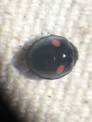 Chilocorus tricyclus