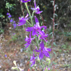 Delphinium parryi