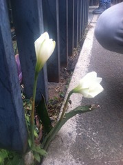 Zephyranthes concolor