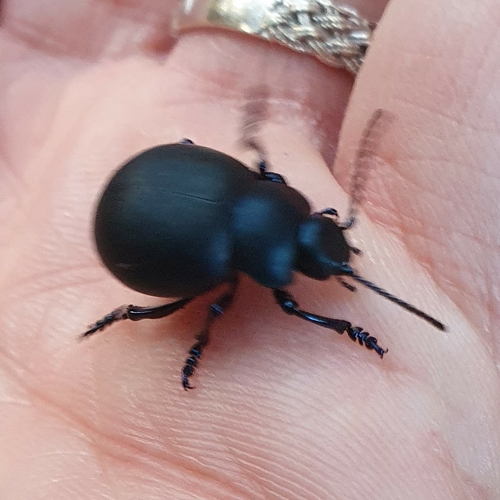 Timarcha nicaeensis