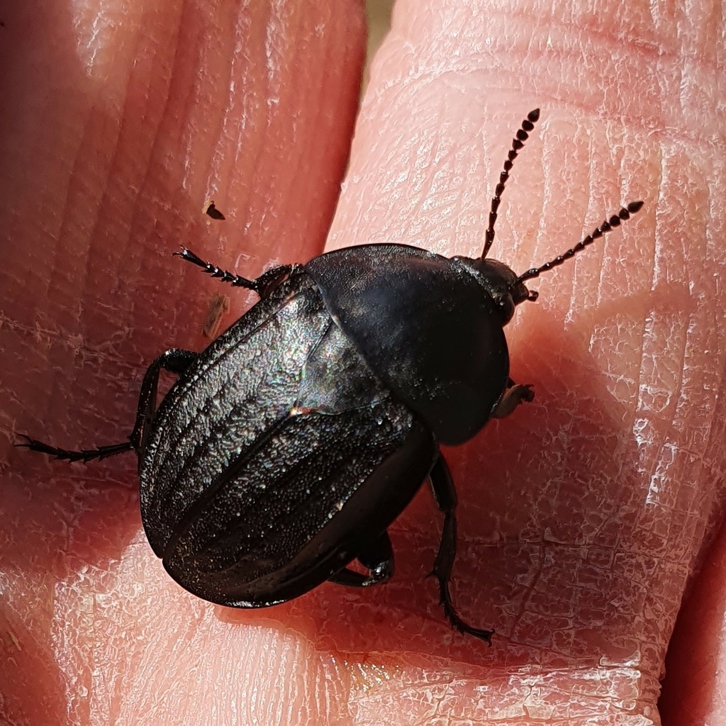 Silpha olivieri