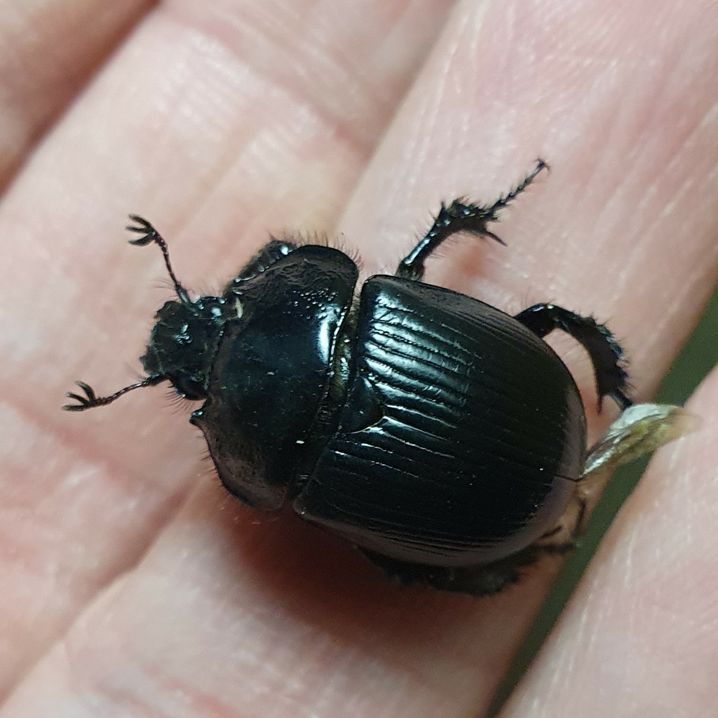 Minotaur Beetle