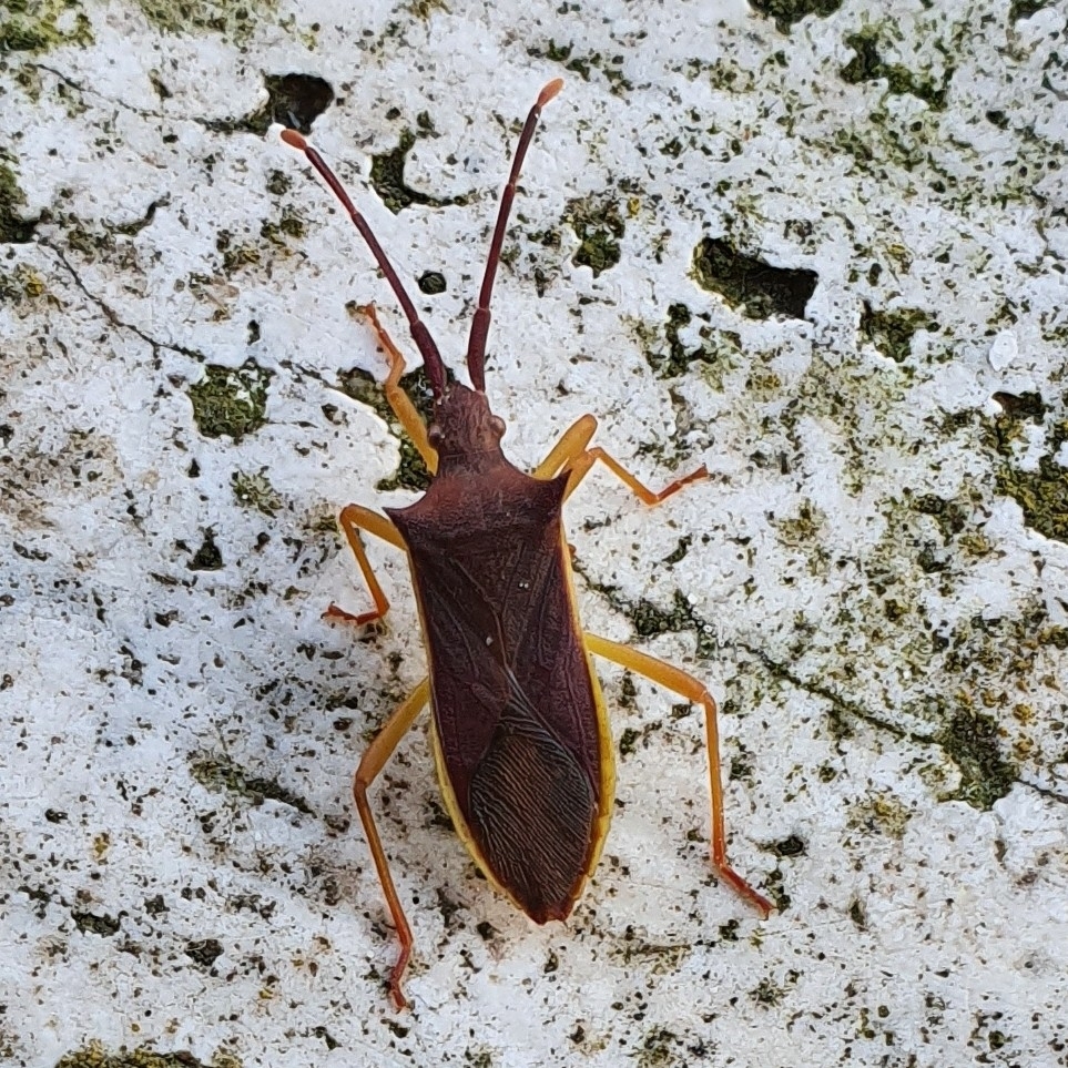 Gonocerus insidiator