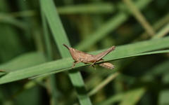 Dichromorpha prominula