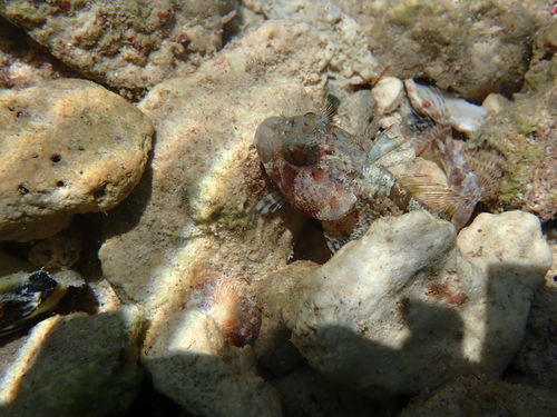 Puffcheek blenny (Gobioclinus bucciferus) — Labrisomidae