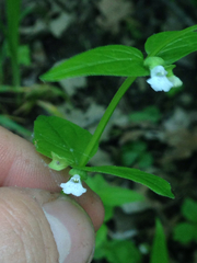 Scutellaria nervosa