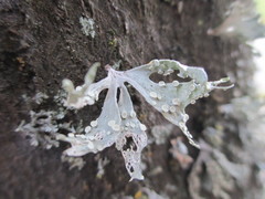 Ramalina ovalis