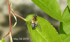 Helophilus eristaloidea