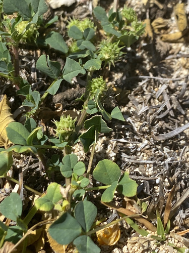 Medicago polymorpha observed 2024-04-16