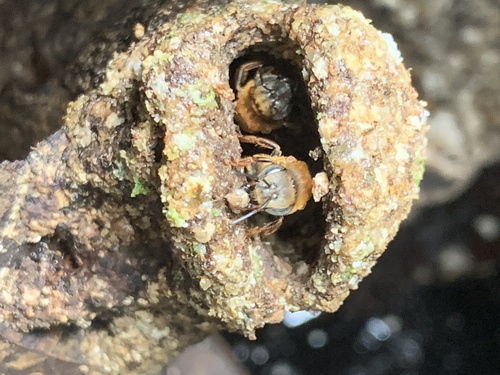 Bocande's Stingless Bee