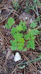 Oxalis