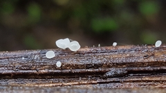 Gloiocephala phormiorum