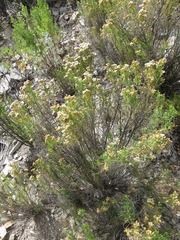 Baccharis boliviensis