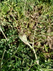 Vicia villosa