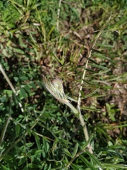 Vicia villosa