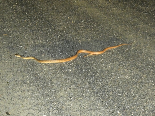 Brown Tree Snake sighting
