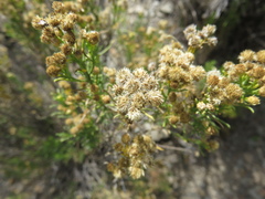 Baccharis boliviensis