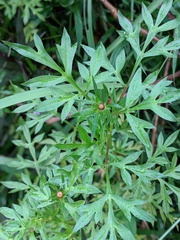 Cosmos caudatus