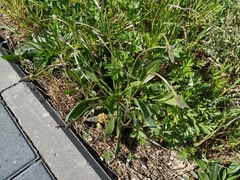 Plantago lanceolata
