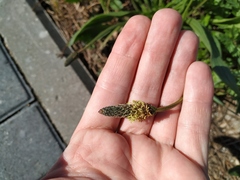 Plantago lanceolata