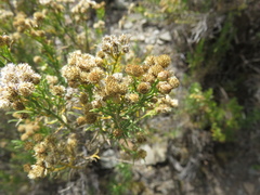 Baccharis boliviensis