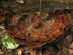 Hymenochaete microcycla