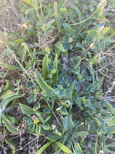 Melilotus indicus observed 2024-04-16