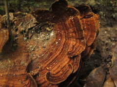 Hymenochaete microcycla