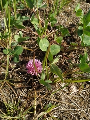 Trifolium pratense