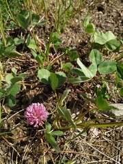 Trifolium pratense
