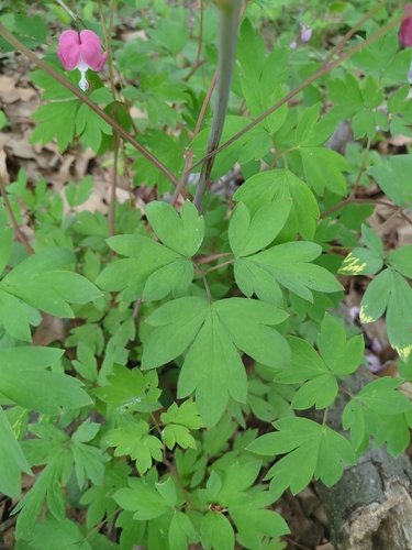 Image of Lamprocapnos spectabilis by (c) Court Harding, some rights reserved (CC BY)