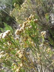 Baccharis boliviensis