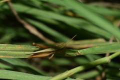 Dichromorpha prominula