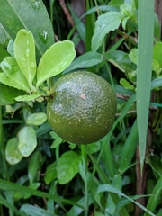 Citrus × aurantiifolia