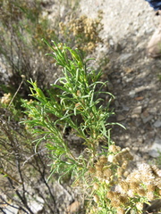 Baccharis boliviensis