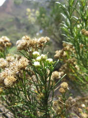 Baccharis boliviensis