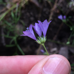 Gilia achilleifolia