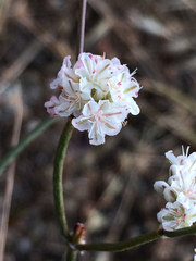 Eriogonum nudum nudum